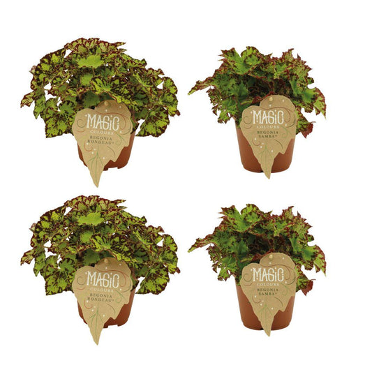 2x Begonia Rex Rondeau + 2x Begonia Rex Samba - 4 stuks - Ø12cm - ↕25cm