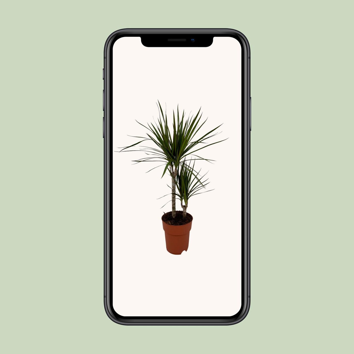 Dracaena Marginata Bicolor - Ø19cm - ↕70cm