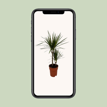 Dracaena Marginata Bicolor - Ø19cm - ↕70cm