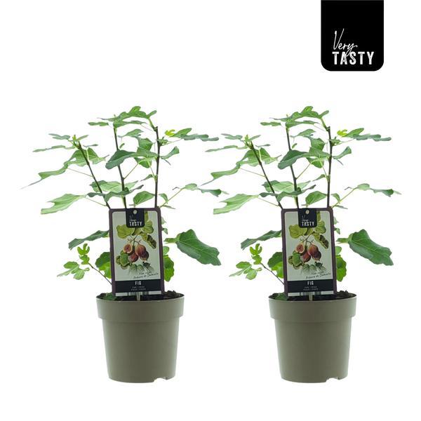 Ficus Precose De Dalmatie (15020) - 2 Einheiten - Ø15cm - ↕40cm