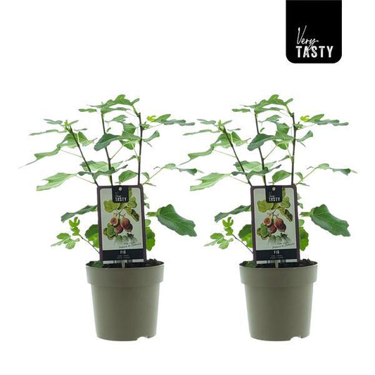 Ficus Precose De Dalmatie (15020) - 2 Einheiten - Ø15cm - ↕40cm