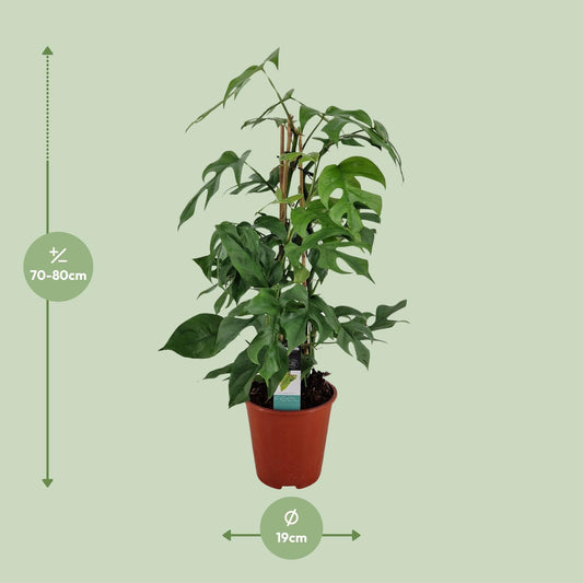 Philodendron Minima Pyramide - Ø19 ↕75
