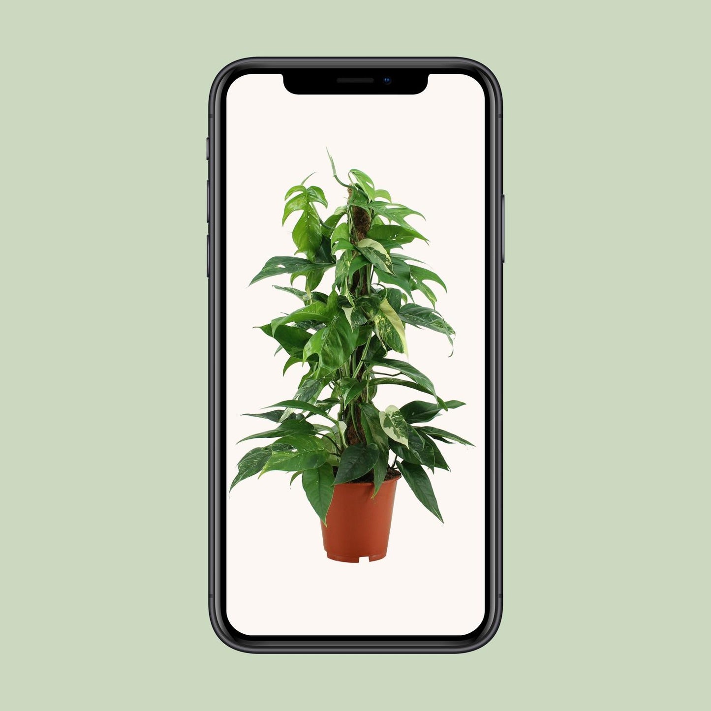 Epipremnum Pinnatum Variegata - Ø19cm - ↕80cm