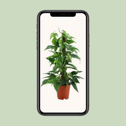 Epipremnum Pinnatum Variegata - Ø19cm - ↕80cm