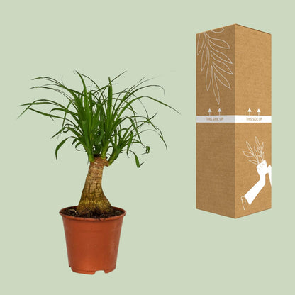 Beaucarnea Nolina - Ø14cm - ↕40cm