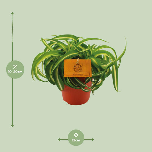 Chlorophytum Bonnie - Ø12cm - ↕20cm