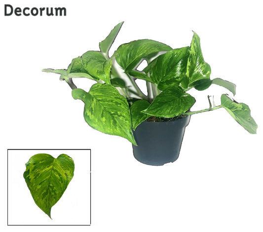 Scindapsus (Epipremnum) Marble Green DECORUM - Ø12cm - ↕20cm