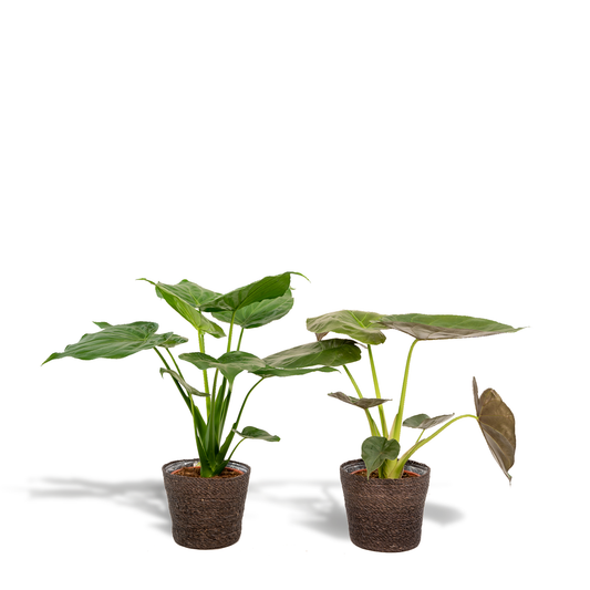 Alocasia Cucullata - Ø19cm - ↕60cm + Alocasia Wentii - Ø19cm - ↕60cm + Korb Igmar