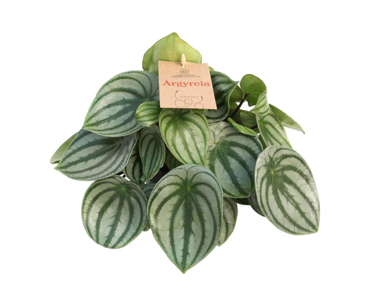Peperomia Argyreia 14 Cm - Ø14cm - ↕27cm