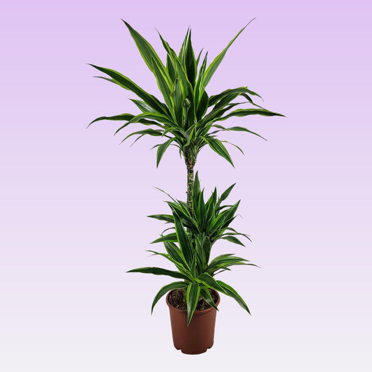 Dracaena Lemon Lime - Ø21 ↕115