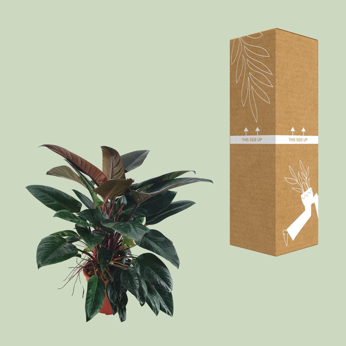 Philodendron Congo Rojo - Ø27 ↕100