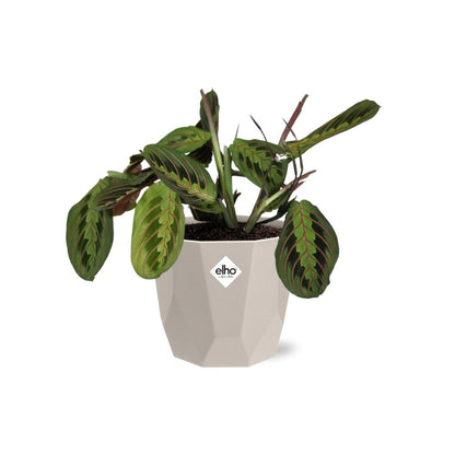 Maranta Leuconeura ‘Fascinator’ Tricolor in ELHO b.for rock 14 cm warm grey