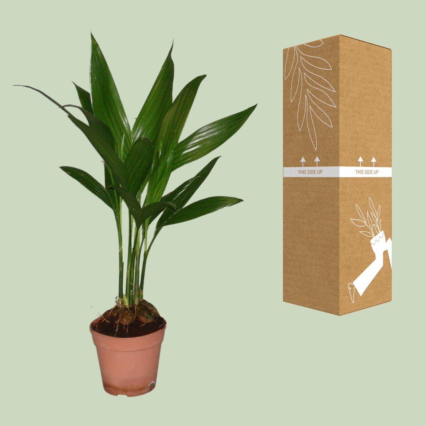 Areca Catechu - Ø12cm - ↕50cm