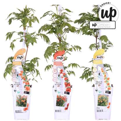 3x Campsis Summer Deal - Campsis Summer Jazz Fire Trumpet - Campsis Summer Jazz Gold Trumpet - Campsis Indian Summer - ↨65cm, Ø15cm