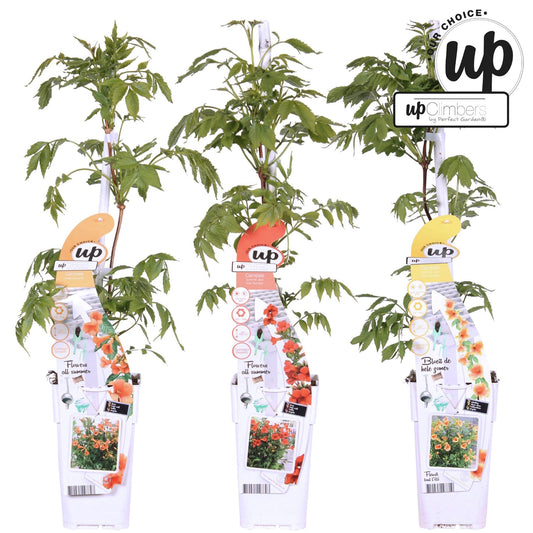 3x Campsis Summer Deal - Campsis Summer Jazz Fire Trumpet - Campsis Summer Jazz Gold Trumpet - Campsis Indian Summer - ↨65cm, Ø15cm