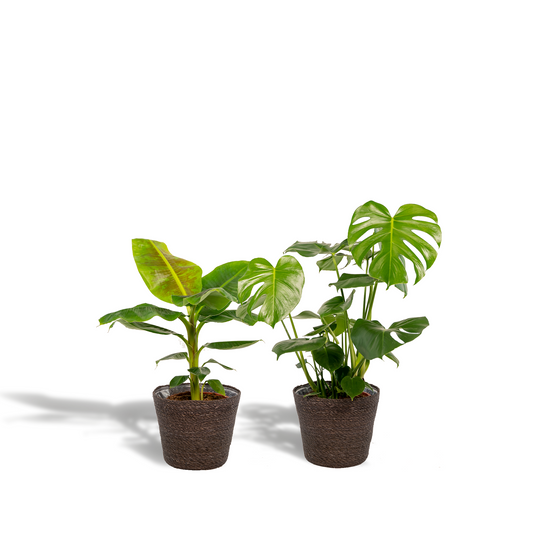 Monstera Deliciosa - Ø21cm - ↕75cm + Musa Dwarf Cavendish - Ø21cm - ↕90cm + Korb Igmar
