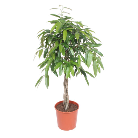 Bogenhanf 'Amstel King' – 140 cm Geflochtene Zimmerpflanze