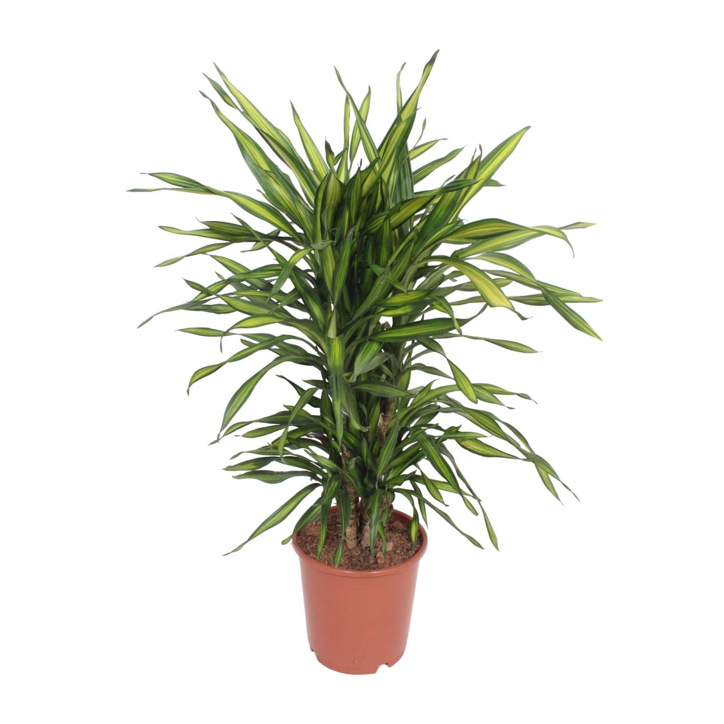 Dracaena Fragrans Riki - Ø24cm - ↕90cm