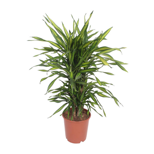 Dracaena Fragrans Riki - Ø24cm - ↕90cm