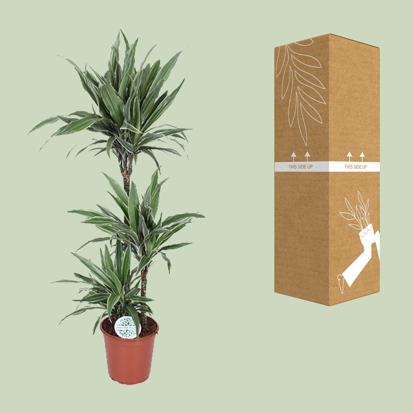 Dracaena Warneckei - Ø24cm - ↕125cm