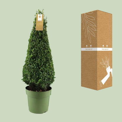Buxus Semp. Pyramid 55cm P21 - Ø21cm - ↕75cm