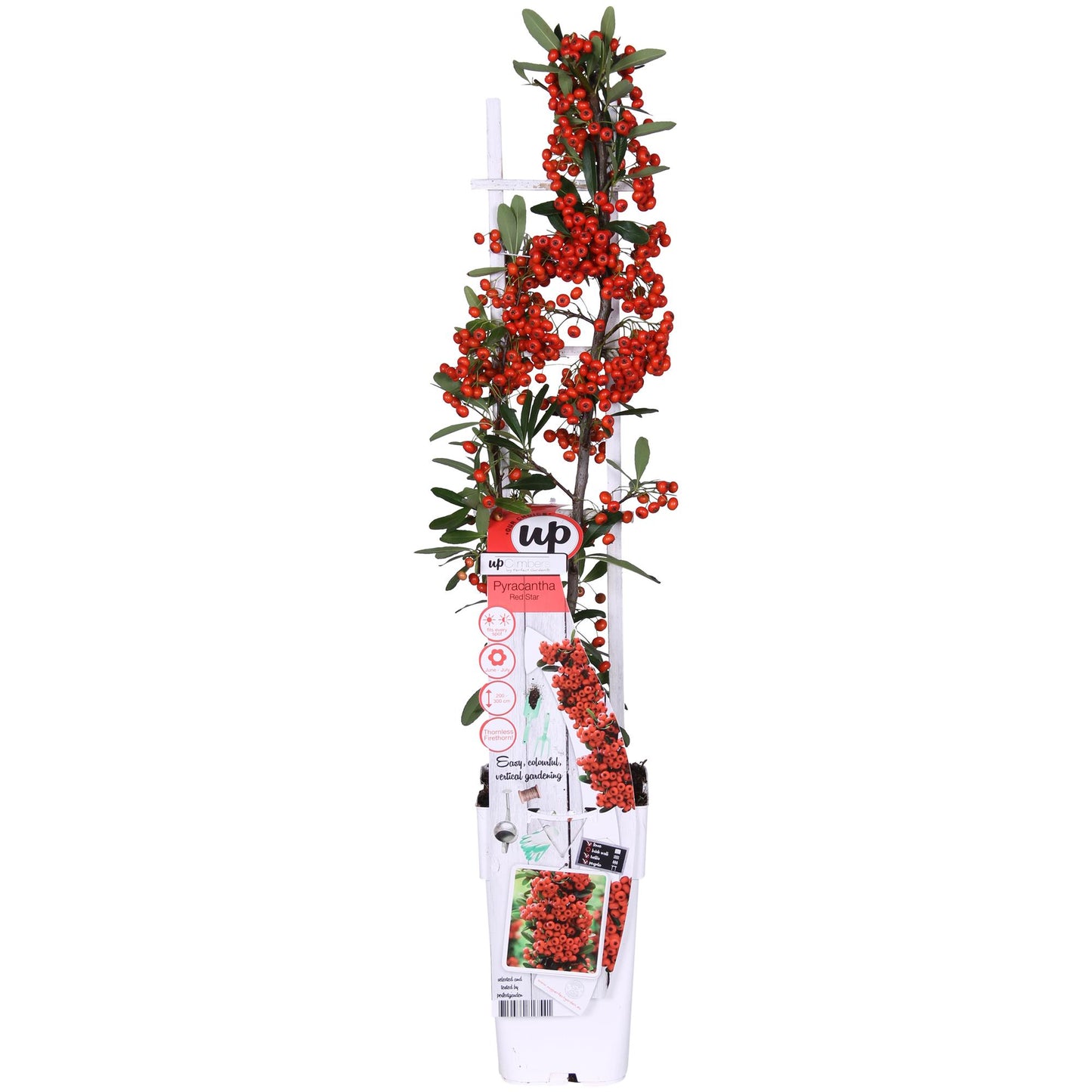 Pyracantha coccinea Red Star - Ø23cm - ↕75cm - Ø15 - ↨65cm