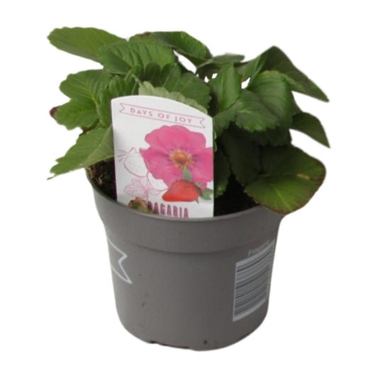 Fragaria Summer Breeze - Ø10,5cm - ↕20cm
