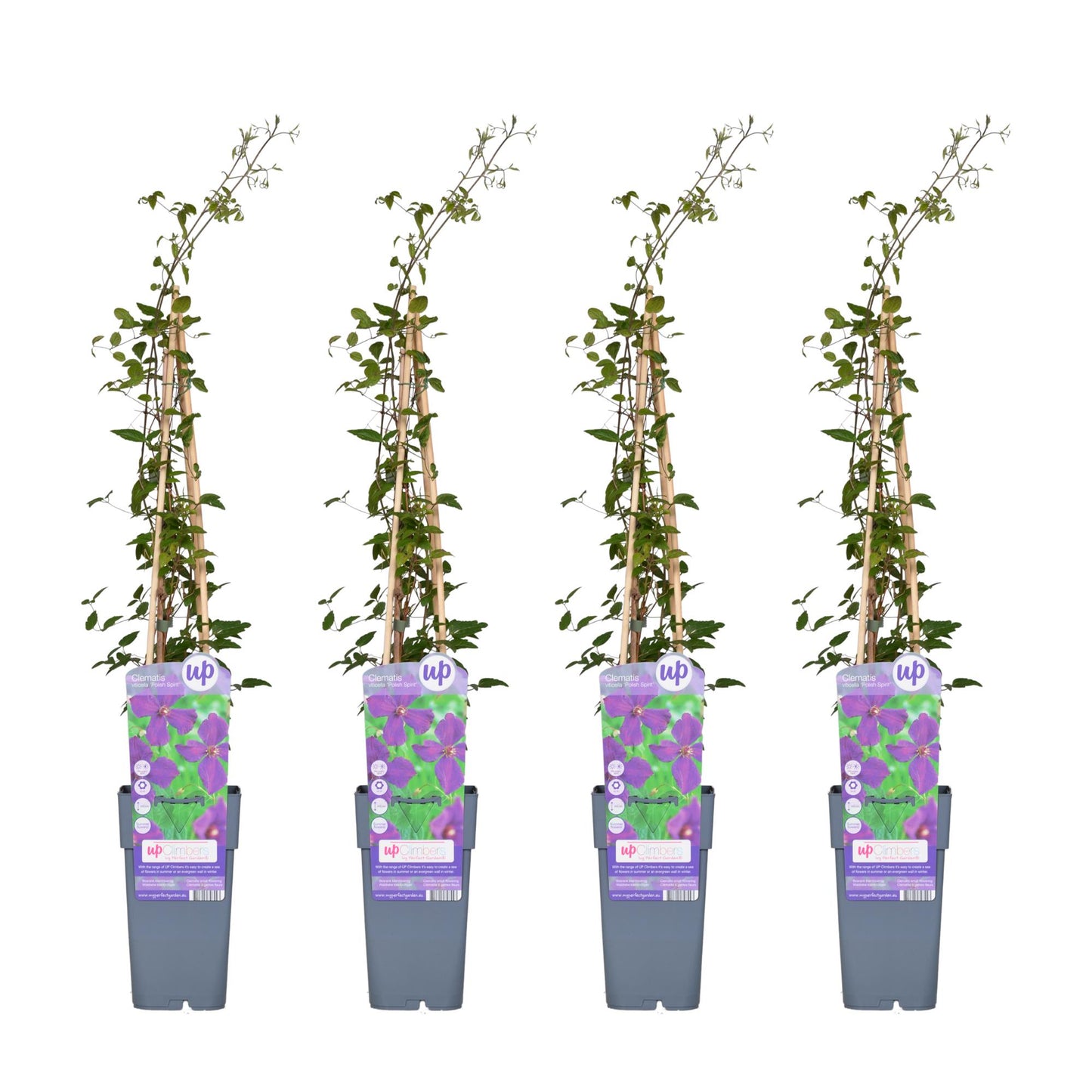 4x - Clematis Viticella 'Polish Spirit' - ↨65cm - Ø15