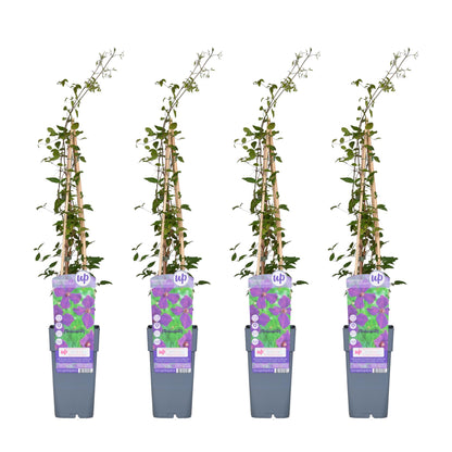 4x - Clematis Viticella 'Polish Spirit' - ↨65cm - Ø15