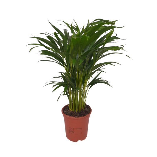 Dypsis Lutescens - Ø17cm - ↕55cm