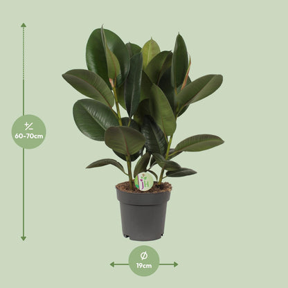 Ficus Robusta - Ø19cm - ↕50cm
