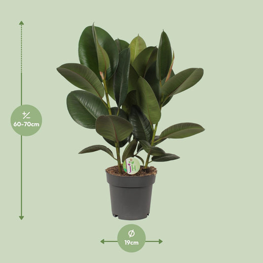 Ficus Robusta - Ø19cm - ↕50cm