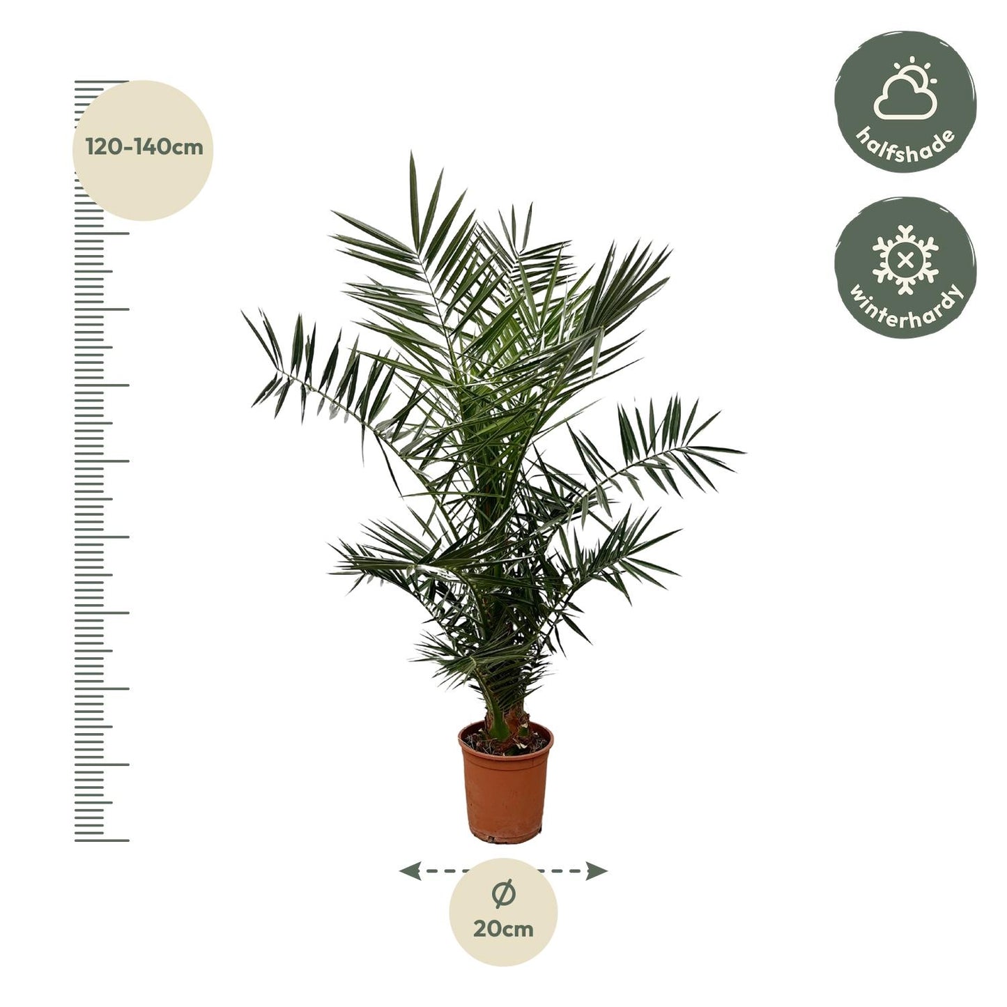 Kanarische Dattelpalme 120 cm – Mediterrane Zimmerpalme