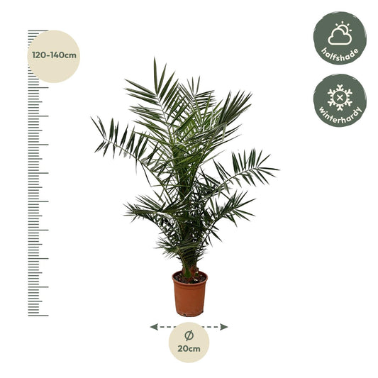 Kanarische Dattelpalme 120 cm – Mediterrane Zimmerpalme
