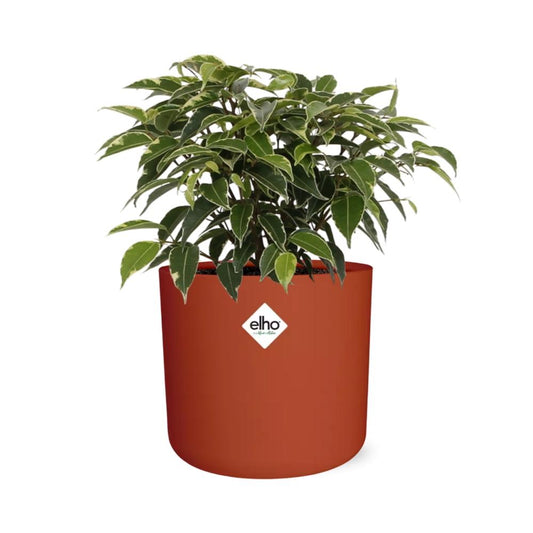 Ficus Benjamina Kinky in ELHO b.for soft rond 14cm brique