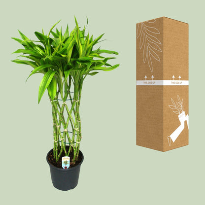 Dracaena Sandriana Gold - Ø19cm - ↕70cm