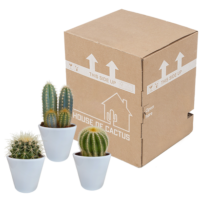 Kakteen-Mischung 3er Set im 8,5 cm Topf