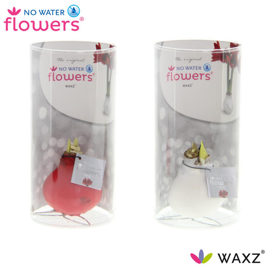 No Water Flowers Waxz Kolibri Mix in Koker - 2 Stücke - Ø7 cm - ↕15 cm