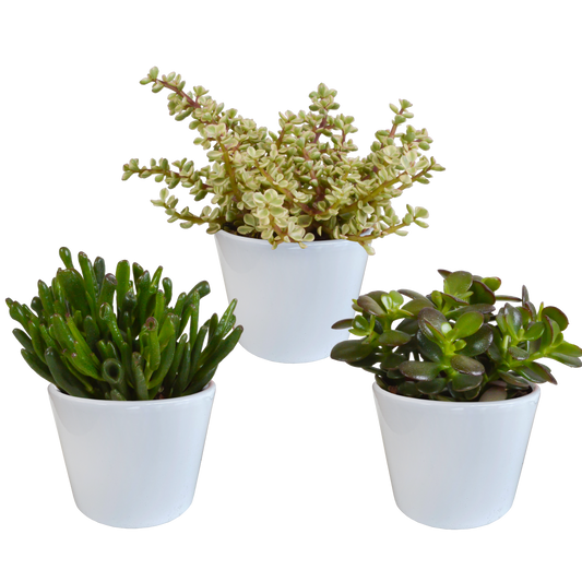 Geldbaum 3er Set im 10,5 cm Topf – Pflegeleicht & Dekorativ