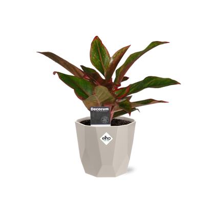 Aglaonema Crete in ELHO b.for rock 14 cm warm grey