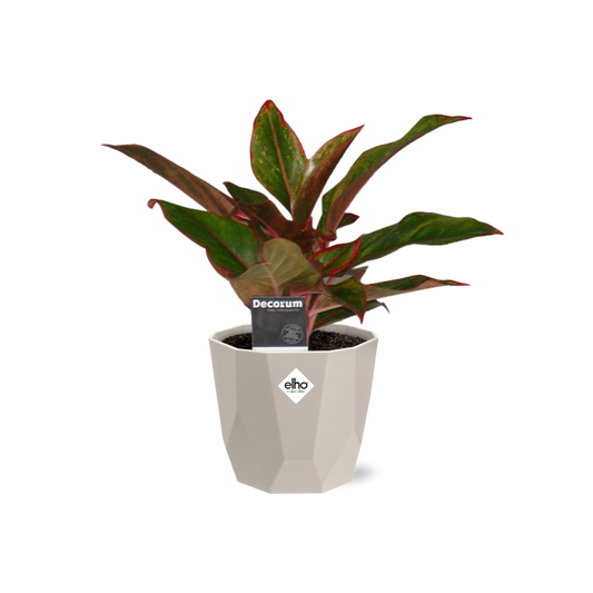 Aglaonema Crete in ELHO b.for rock 14 cm warm grey