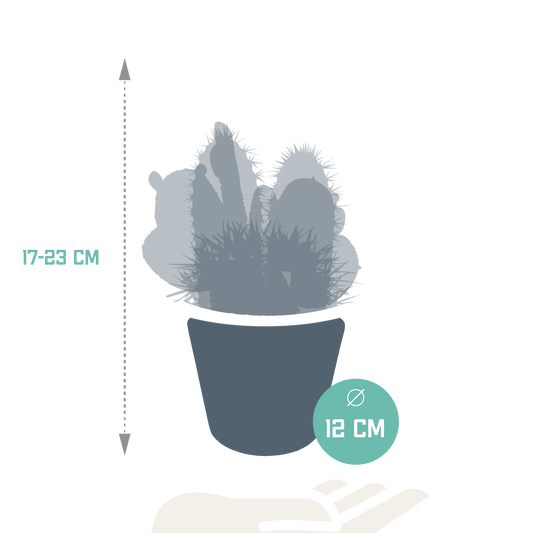 Kakteenmischung 10,5 cm - 3x - in witte pot