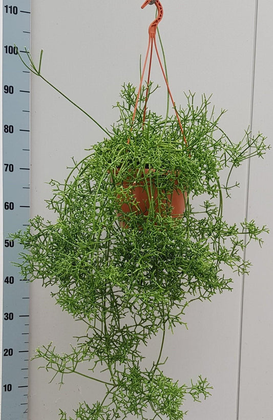 Rhipsalis Cereuscula - Ø20cm - ↕40cm