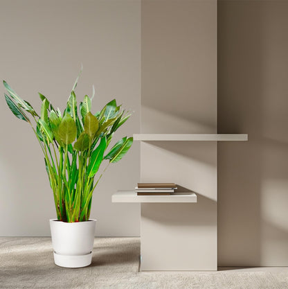 Paradiesvogelblume XL – Exotische Zimmerpflanze 160 cm