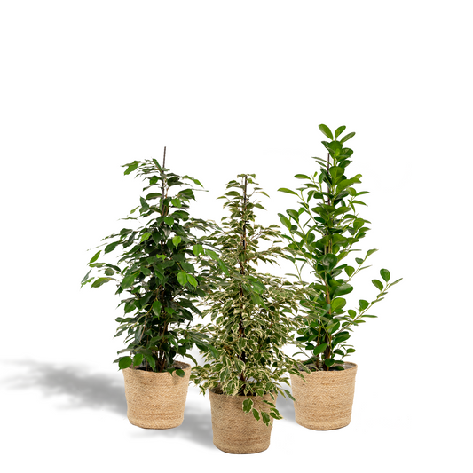 Ficus Benjamina Danielle - Ø21cm - ↕95cm + Ficus Benjamina Twilight - Ø21cm - ↕95cm + Ficus Microcarpa Moclame - Ø21cm - ↕95cm + Korb Selin