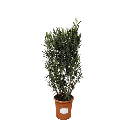 Oleander (Nerium Oleander) – 180 cm Kübelpflanze Ø40 cm
