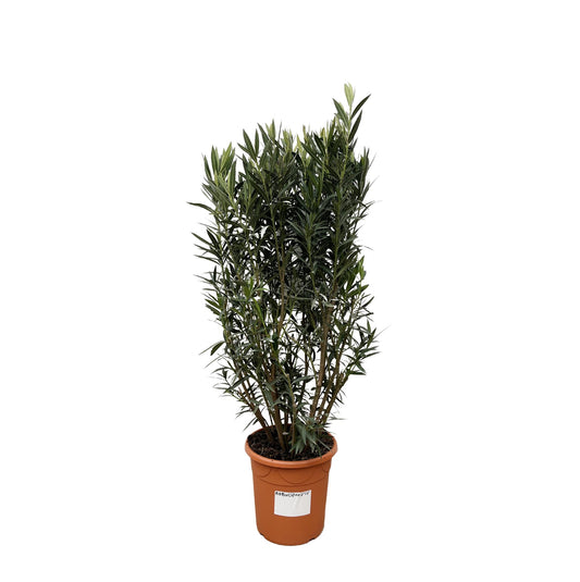 Oleander (Nerium Oleander) – 180 cm Kübelpflanze Ø40 cm