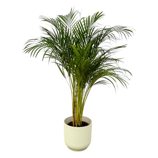 Goldfruchtpalme 130 cm – Elegante Areca Palme im Topf