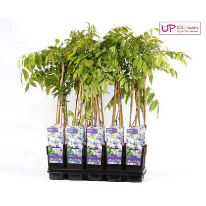 Wisteria floribunda 'Naga Noda' - Purpurner Regen - Ø15cm - ↕65cm