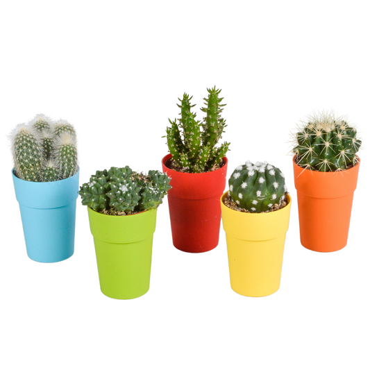 Kakteen Mix 5er Set – Mini Kakteen im Topf